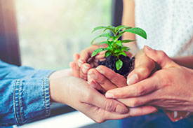 Image of a small plant growing in a pot representing social responsibilty.