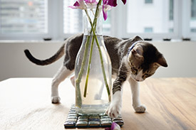 A kitten stands on a table and plays with a flower petal. The kitten is next to a vase containing a purple orchid, and a window with a view of city buildings is visible in the background.
