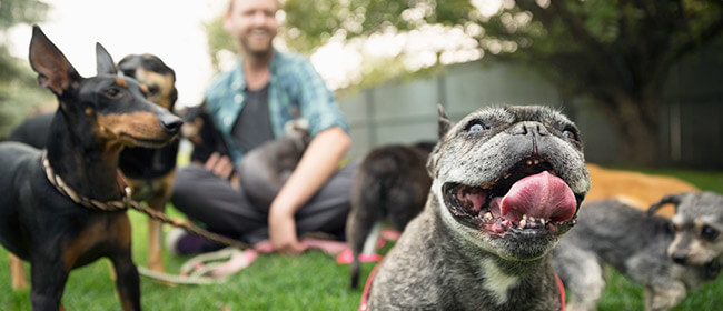Man sitting on the grass in his backyard with 4 dogs 