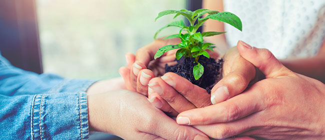 Image of a small plant growing in a pot representing social responsibilty.
