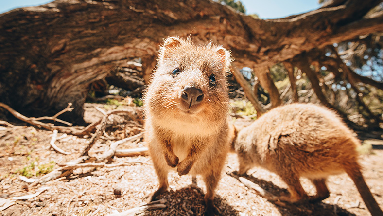 Road trips around Australia