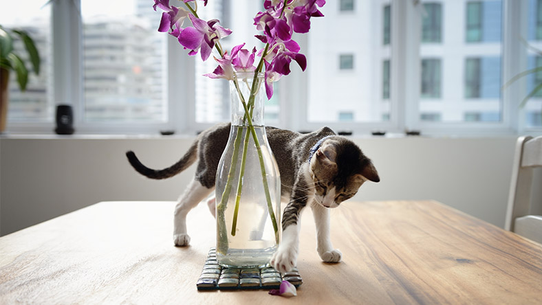 A kitten stands on a table and plays with a flower petal. The kitten is next to a vase containing a purple orchid, and a window with a view of city buildings is visible in the background.